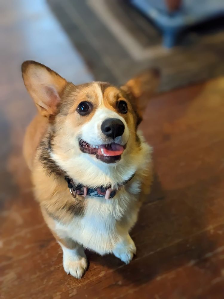 Paws and Effect RVA - pet boarding facility in Richmond, VA