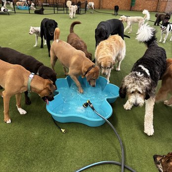 K9 Experts - Water time - Pet Training Near Me - Warren, New Jersey K9 Experts - Water time - Pet Training Near Me - Warren, New Jersey