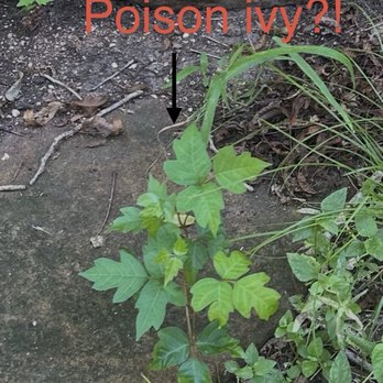 Palmetto State Park - Potential poison ivy (Palmetto Interpretive Trail) - Parks Near Me - Gonzales, Texas Palmetto State Park - Potential poison ivy (Palmetto Interpretive Trail) - Parks Near Me - Gonzales, Texas
