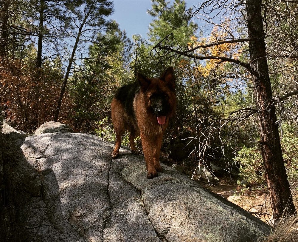 Barkin’ B & B - pet boarding facility in Richmond, VA