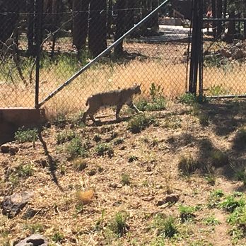 Bearizona - Bobcat exhibit - Zoos Near Me - Williams, Arizona Bearizona - Bobcat exhibit - Zoos Near Me - Williams, Arizona
