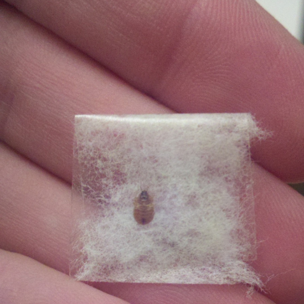 Woodside Motor Inn - The bus bug I found on the mattress - Hotels Near Me - Woodside, New York Woodside Motor Inn - The bus bug I found on the mattress - Hotels Near Me - Woodside, New York