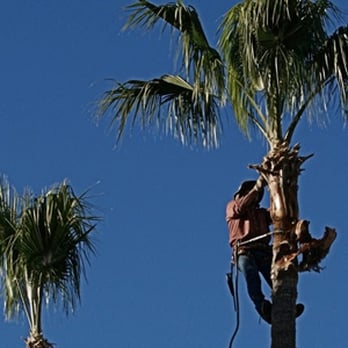 Big Tree Specialists - Tree Services Near Me - Sacramento, California Big Tree Specialists - Tree Services Near Me - Sacramento, California