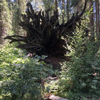 Calaveras Big Trees State Park - Parks Near Me - Arnold, California Calaveras Big Trees State Park - Parks Near Me - Arnold, California