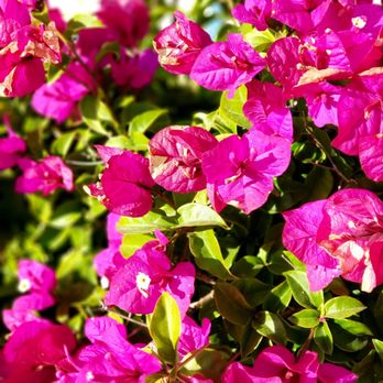 Earl Warren Showgrounds - Flowers in bloom near the office. Flower and garden show will be in June - Venues & Event Spaces Near Me - Santa Barbara, California