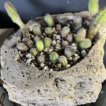 Exotic Plants - Cool little natural plant pot that is perfect for some cactus pups that I'm giving to a friend - Nurseries & Gardening Near Me - Sacramento, California