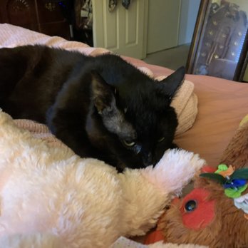 Contra Costa Animal Services - Farley also loves my pink unicorn - Animal Shelters Near Me - Martinez, California Contra Costa Animal Services - Farley also loves my pink unicorn - Animal Shelters Near Me - Martinez, California