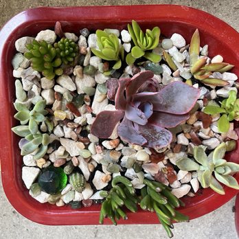 West Valley Nursery - Succulents - Nurseries & Gardening Near Me - Tarzana, California West Valley Nursery - Succulents - Nurseries & Gardening Near Me - Tarzana, California