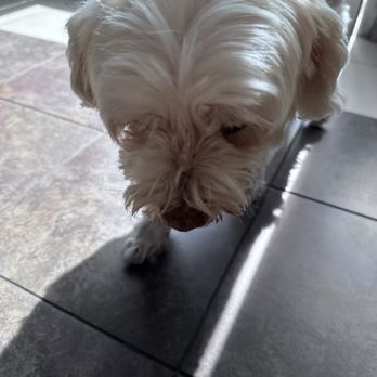Alice In Beautyland - Popcorn the sweetest doggy ever! - Hair Removal Near Me - Glendale, California