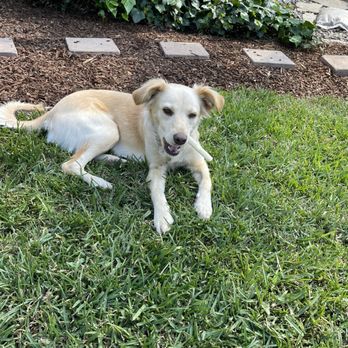 Best Dogs Ever - Pet Training Near Me