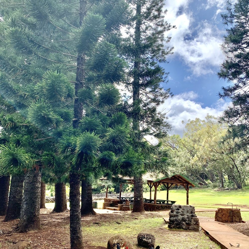 Aiea Loop Trail - Hiking Near Me - Aiea, Hawaii