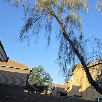 Bartlett Tree Experts - This branch had several branches attached that were over my neighbors. Not anymore! - Tree Services Near Me - Mesa, Arizona Bartlett Tree Experts - This branch had several branches attached that were over my neighbors. Not anymore! - Tree Services Near Me - Mesa, Arizona
