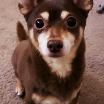 Trupanion - Dobby is still thriving at 13 and counting thanks to Trupanion! - Pet Insurance Near Me - Seattle, Washington