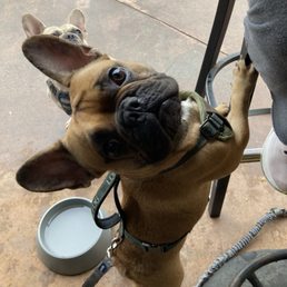 Brought the doggies who sit outside with us. Brought the doggies who sit outside with us.