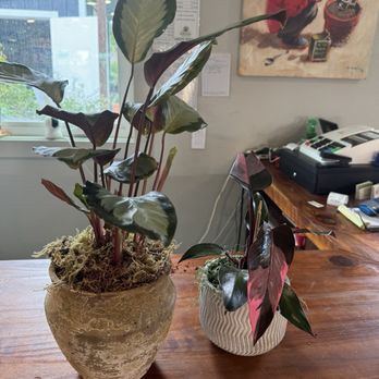 El Rancho Nursery - silver calathea (left)  pink lady (right) - Nurseries & Gardening Near Me - Vacaville, California
