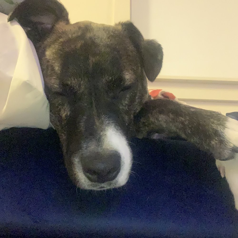 Wilson Dog Rescue - Animal Shelters Near Me Wilson Dog Rescue - Animal Shelters Near Me