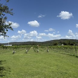 Beautiful vineyards Beautiful vineyards