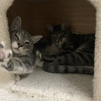 Next Chance Rescue - Pet Adoption Near Me Next Chance Rescue - Pet Adoption Near Me