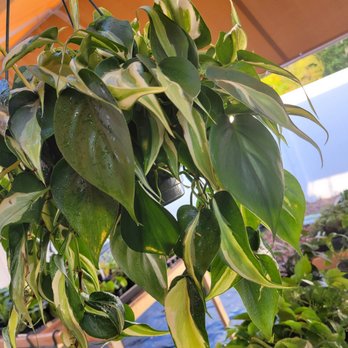 Orange Lake Nursery - Nurseries & Gardening Near Me - Lorida, Florida