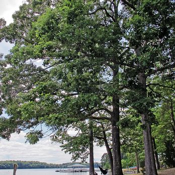 Lake Wheeler Park - Lake Wheeler - Parks Near Me - Raleigh, North Carolina Lake Wheeler Park - Lake Wheeler - Parks Near Me - Raleigh, North Carolina