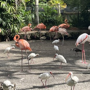 Flamingo Gardens - Botanical Gardens Near Me - Davie, Florida Flamingo Gardens - Botanical Gardens Near Me - Davie, Florida