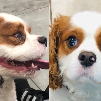 Van Nuys Veterinary Clinic - He had an infection on his eye. With the medication given, within 6 days, we noticed a difference. - Veterinarians Near Me - Van Nuys, California Van Nuys Veterinary Clinic - He had an infection on his eye. With the medication given, within 6 days, we noticed a difference. - Veterinarians Near Me - Van Nuys, California