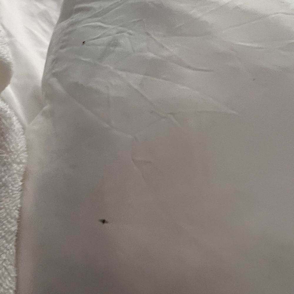 Quality Inn Alexis Rd - Bed bug - Hotels Near Me - Toledo, Ohio Quality Inn Alexis Rd - Bed bug - Hotels Near Me - Toledo, Ohio