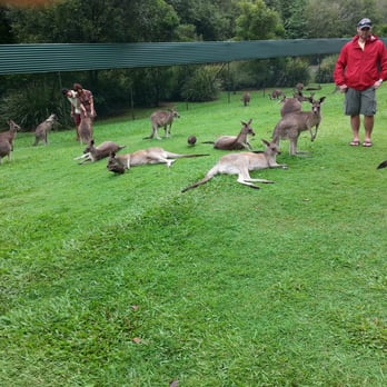 Australia Zoo - So FURRY!! - Zoos Near Me - Beerwah, QLD