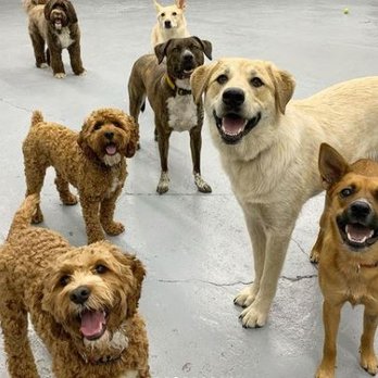 Acme Dog Run - Pet Boarding Near Me - Brooklyn, New York