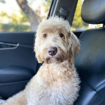 Elite Blend Labradoodles - Stella riding shotgun! - Pet Breeders Near Me Elite Blend Labradoodles - Stella riding shotgun! - Pet Breeders Near Me