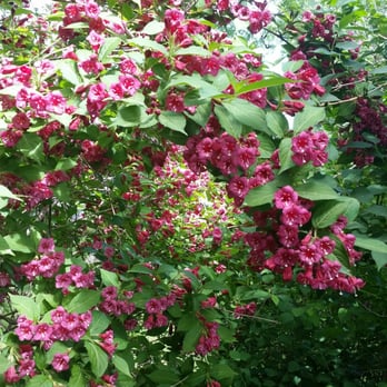 Marginal Way Preservation Fund - Lush flowers over-hanging at the entrance. - Community Service/Non-Profit Near Me - Ogunquit, Maine