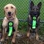 Photo of K-9 Best Behaviour Dog Training