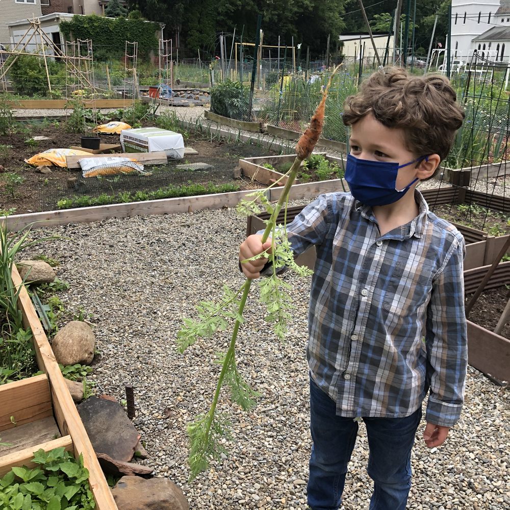 Neighborhood House Nursery School - Harvesting & eating fresh carrots!  Every kid got to take one home. - Preschools Near Me - Millburn, New Jersey
