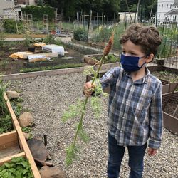Neighborhood House Nursery School - Harvesting & eating fresh carrots! Every kid got to take one home.