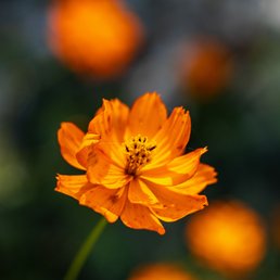 Gamble Garden