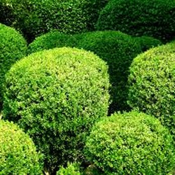 JMC Lawn Maintenance - a variety of bushes - Lawn Services Near Me JMC Lawn Maintenance - a variety of bushes - Lawn Services Near Me