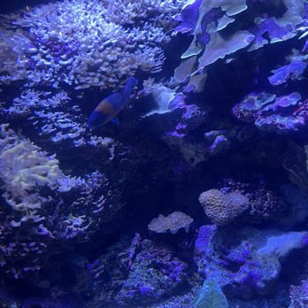 Seattle Aquarium - Coral - Aquariums Near Me - Seattle, Washington