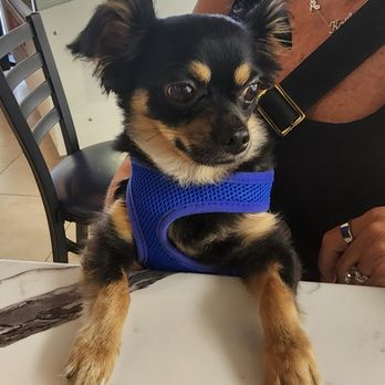 Amore Caffe - Sandwiches Near Me - Boca Raton, Florida