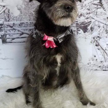 A Pet Affaire - Seasoned vet with grooming, such a positive experience! - Pet Groomers Near Me - Oxnard, California