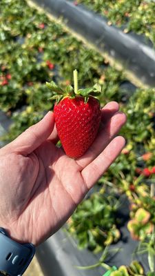 Family Farms by null