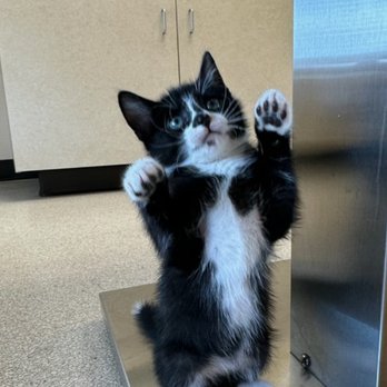 Westglen Animal Hospital - My kitty having a great time at the vet - Veterinarians Near Me - Ballwin, Missouri Westglen Animal Hospital - My kitty having a great time at the vet - Veterinarians Near Me - Ballwin, Missouri