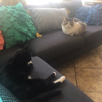The Dancing Cat - Stanley and Poppy lounging - Pet Adoption Near Me - San Jose, California The Dancing Cat - Stanley and Poppy lounging - Pet Adoption Near Me - San Jose, California