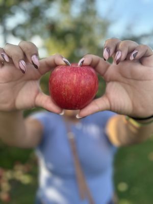 Aamodt's Apple Farm by null