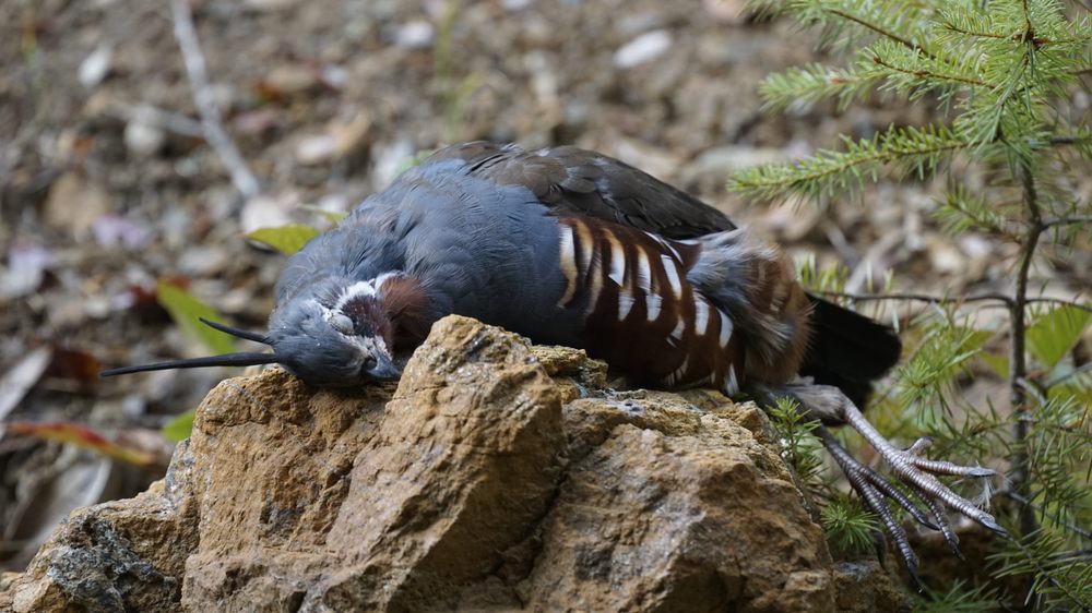 Trinity Fork Outfitters Logo