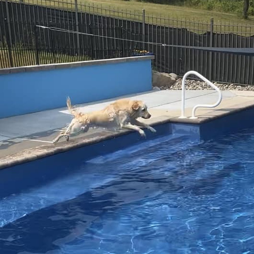 K-9 Lagoon - K9 Lagoon fun! - Pet Training Near Me - York, Pennsylvania K-9 Lagoon - K9 Lagoon fun! - Pet Training Near Me - York, Pennsylvania