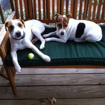 Coastal Canine Academy - Guinness (L) and Miss Calleigh - Pet Training Near Me