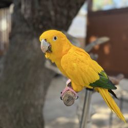 Free Flight
