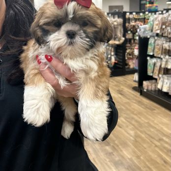 Petland Kingsdale-Upper Arlington - Pet Stores Near Me - Columbus, Ohio Petland Kingsdale-Upper Arlington - Pet Stores Near Me - Columbus, Ohio