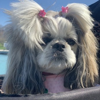 Sydnee's Pet Grooming - Pet Groomers Near Me - Chicago, Illinois Sydnee's Pet Grooming - Pet Groomers Near Me - Chicago, Illinois