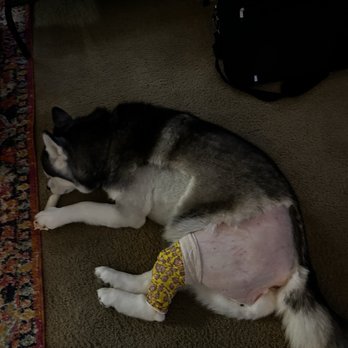 Metzler Veterinary Hospital - This was her at home, relaxing - Veterinarians Near Me - Clearwater, Florida Metzler Veterinary Hospital - This was her at home, relaxing - Veterinarians Near Me - Clearwater, Florida